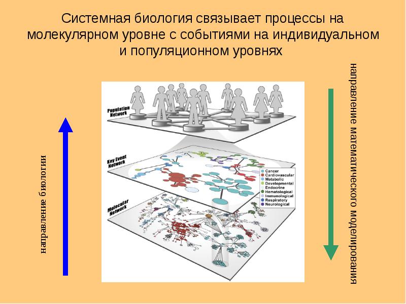 Связывающие процессы. Системная биология. Процессы популяционного уровня. Процессы молекулярного уровня. Системная биология задачи.