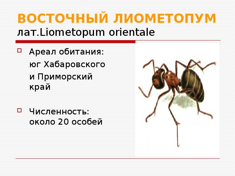 20 особей. Муравей Восточный лиометопум. Восточные лиометопумы. Лиометопум рисунок. Рисунок муравья лиометопум.