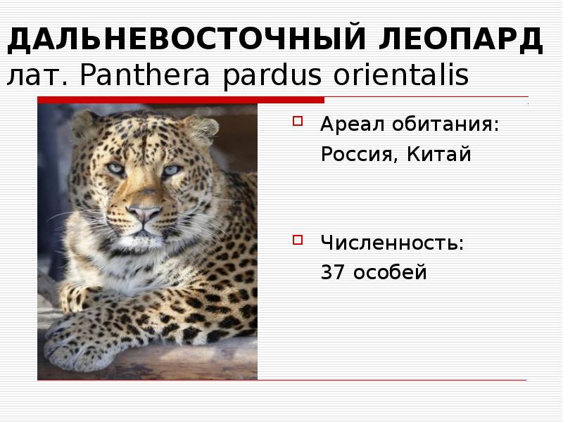 Температура леопарда. Дальневосточный леопард (Panthera pardus orientalis). Дальневосточный леопард карта обитания. Дальневосточный леопард численность.