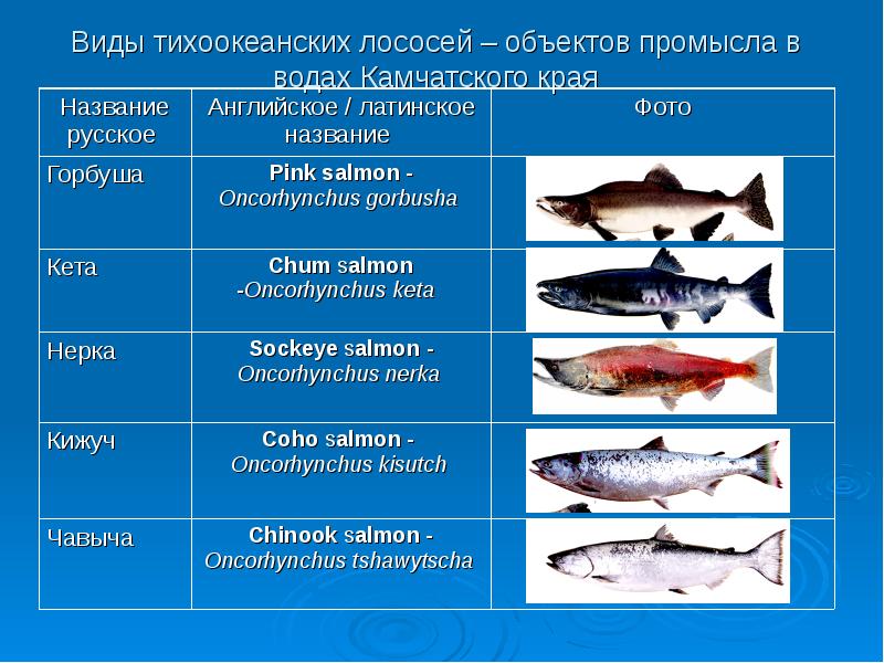 Презентация миграция лосося