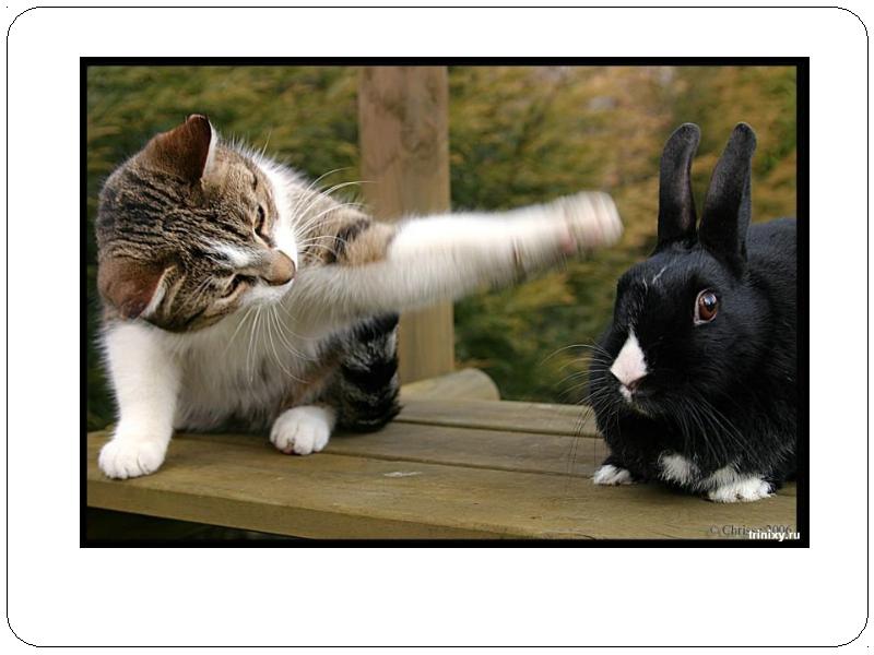 Дай смешные картинки. Кот и заяц. Кот и заяц любовь. Кот и кролик прикольные. Приколы про котов и кроликов.