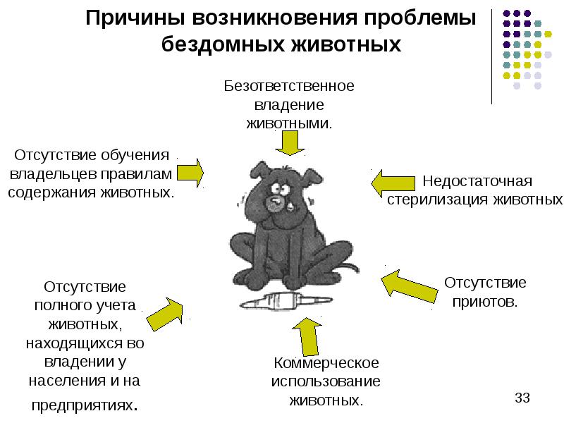 Вызвали проблем. Причины бездомных животных. Причины возникновения бездомных животных. Причины возникновения проблемы бездомных животных. Причины бездомности животных.