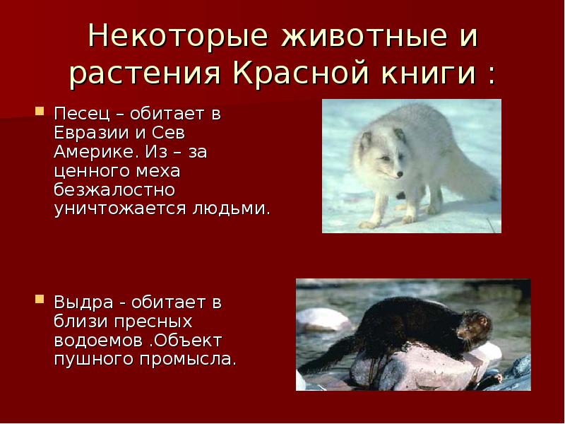 Некоторые животные и растения Красной книги : Песец – обитает в