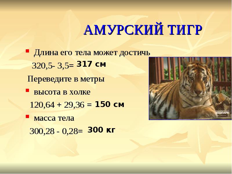 Сколько амурских тигров. Амурский тигр вес и рост. Рост вес Амурского тигра. Амурский тигр рост вес длина. Масса Сибирского тигра.