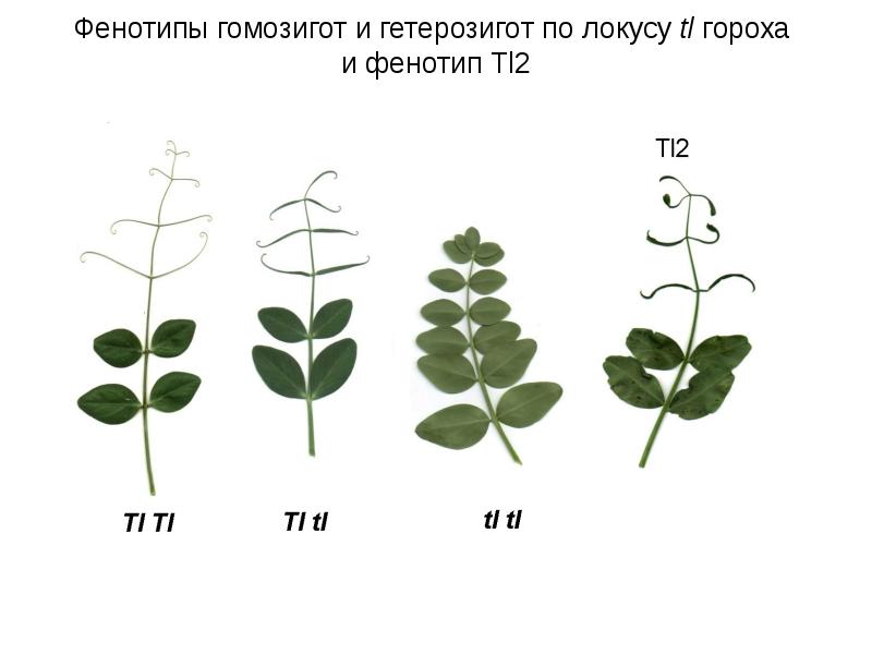 Фенотип растений