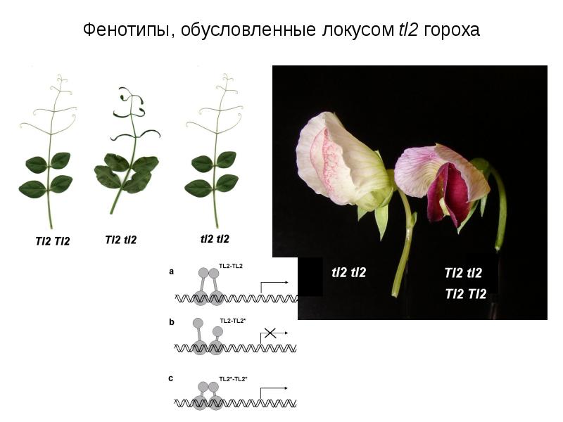 Фенотипу растений. Фенотип гороха. Фенотип растения. Локус цветок. Латеральный фенотип.