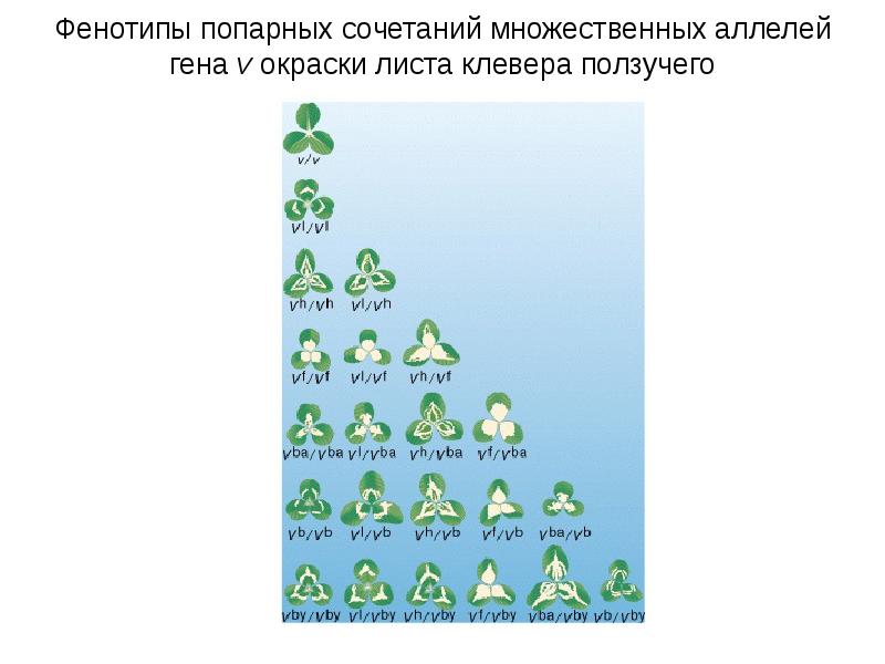 Фенотип розы. Фенотипы листа. Найди пятилистник на картинке. Фенотипы листа. Фенотипические признаки растений.