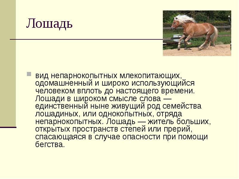 Лошадь доклад 3 класс. Доклад про лошадь. Доклад о животном лошадь. Доклад на тему лошадь. Домашнее животное лошадь сообщение.
