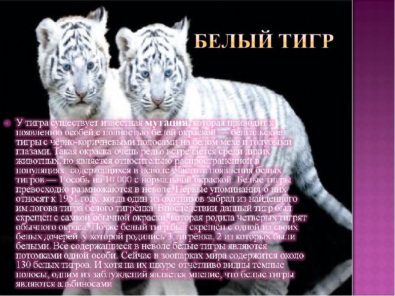 Презентация белые тигры