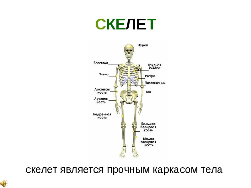 Служил организмом. Скелет человека для детей. Скелет человека для дошкольников. Изучение скелета человека для детей. Скелет человека для детей дошкольного возраста.