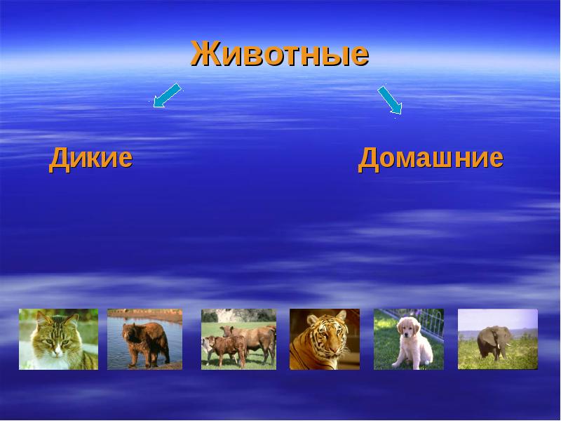 Вид животных 3 класс окружающий. Разнообразие животных 3 класс. Презентация животные 3 класс. Разнообразие животных 3 класс окружающий.