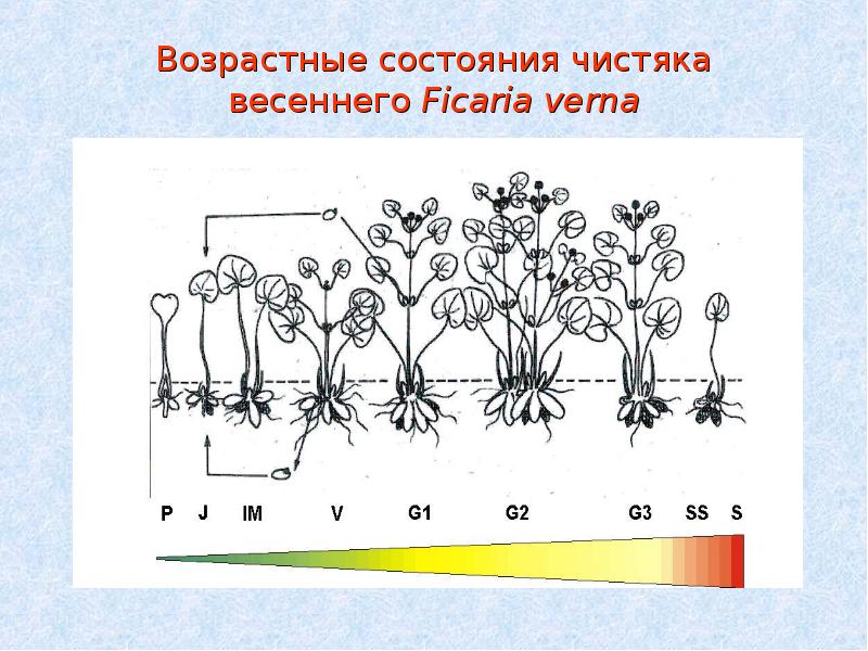 Онтогенез растений презентация