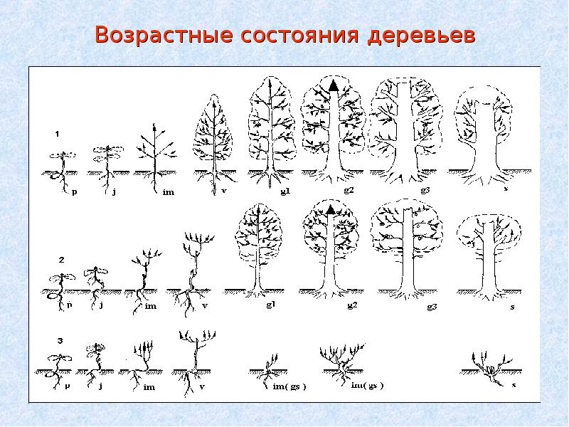 Сравните данные двух диаграмм какие изменения произошли в возрастном составе популяций дуба