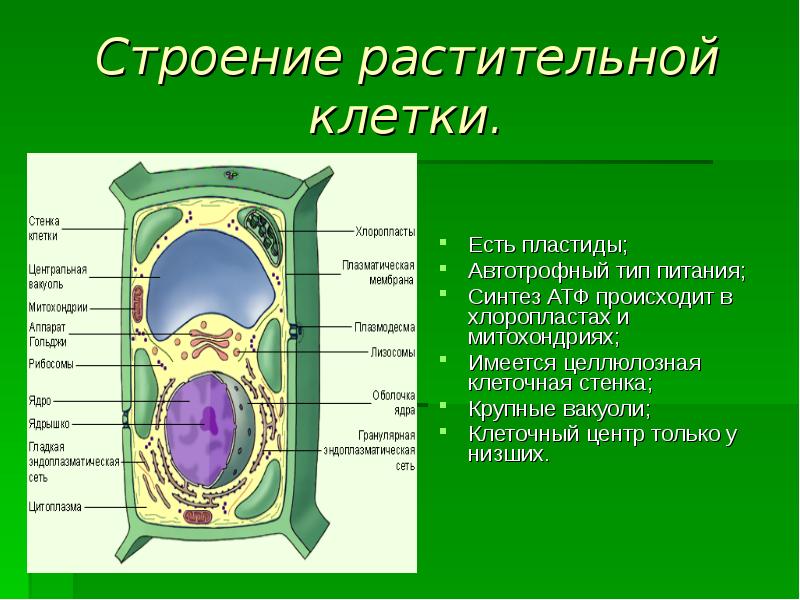 Сходство vи различие растительной и животной клетки