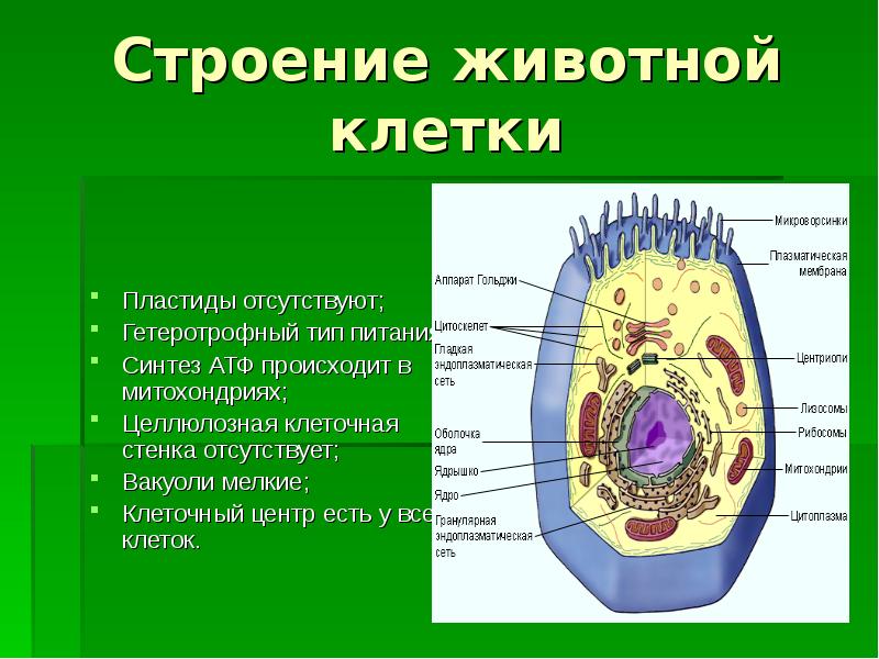 Сходство vи различие растительной и животной клетки