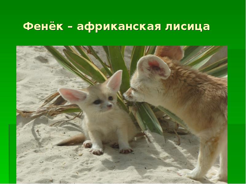 фенек в какой природной зоне. фенек рассказ о животном. лиса фенек. фенек в какой природной зоне. фенек в какой природной зоне.