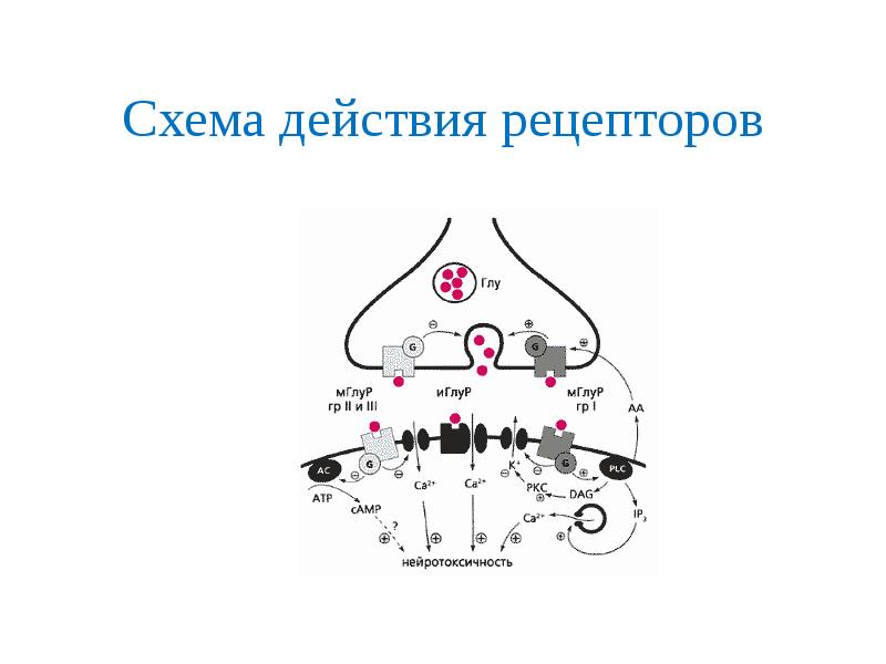 Рецепторы нейронов. Рецепторы схема. Схематическое изображение рецептора. 3 Вида рецепторов схема. Схема рецепторов стопы.