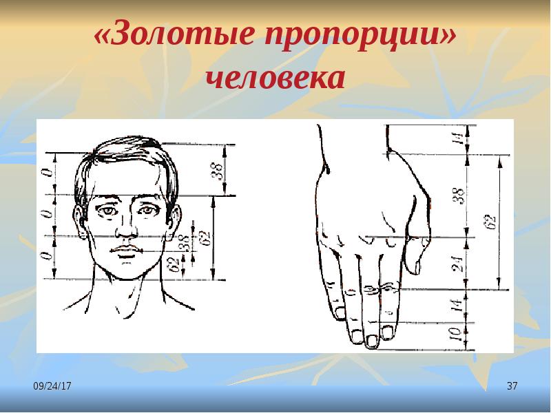 Пропорции человека презентация