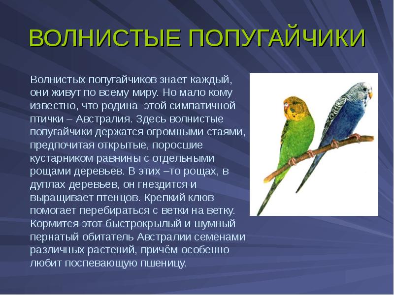 Текст описание про попугая. Информация о попугаях. Информация о волнистых попугаях. Описание попугая. Сообщение о волнистом попугае.