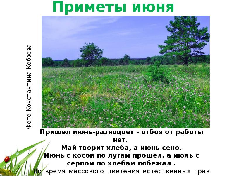 Народные приметы на 18 июня 2024. Народные приметы на июнь. 18 Июня приметы. Народные приметы 21 июня. Картинки приметы июня.