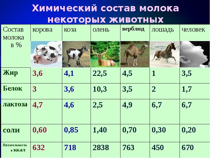 Молоко химический. Состав молока у разных видов животных таблица. Химический состав молока. Состав молока различных животных. Молоко разных животных.