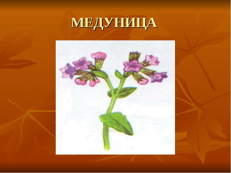 Как нарисовать медуница