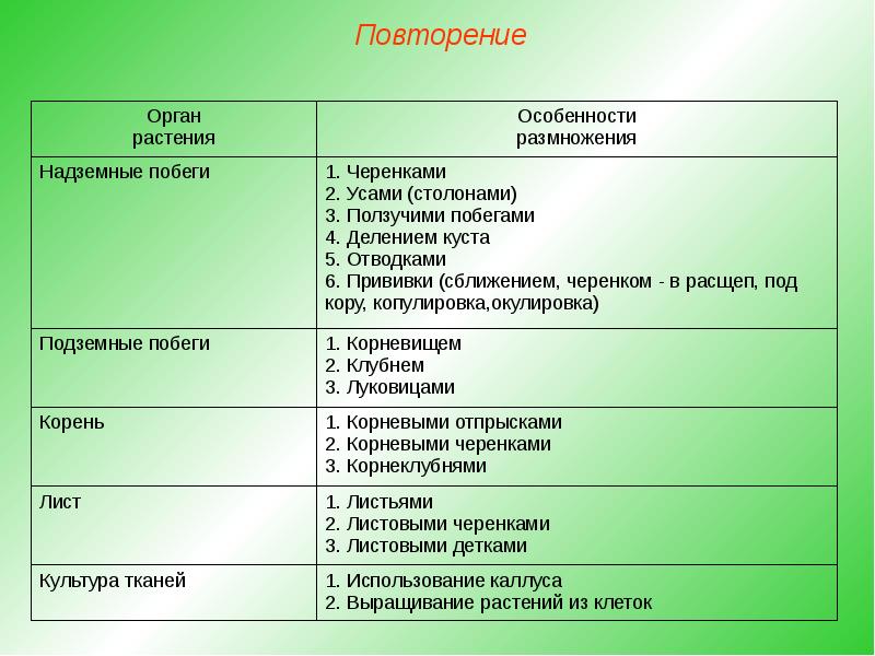 Какие структуры вегетативного размножения letharia показаны на фотографии