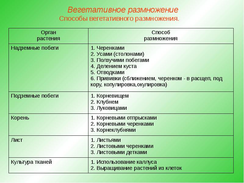 Составить план рассказа о вегетативном размножении цветковых растений подобрать примеры