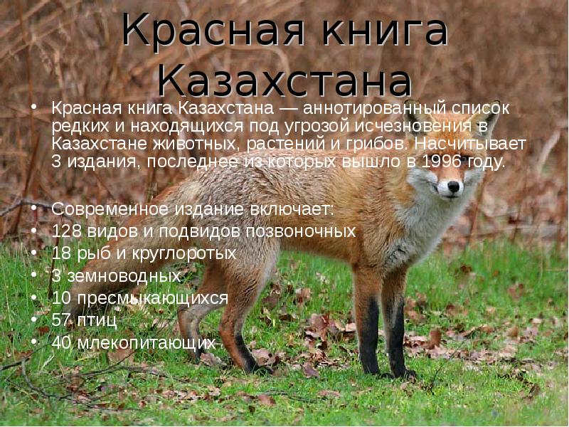 Фото животные казахстана занесенные в красную книгу