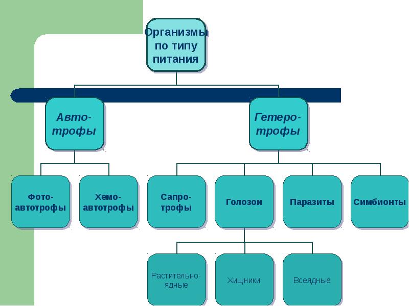 Виды питания схема