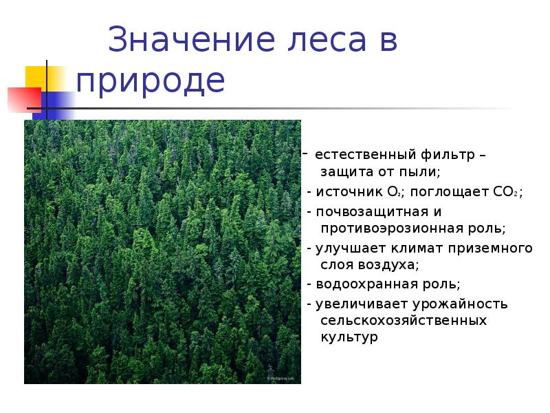 Лесные зоны презентация 8 класс география полярная звезда