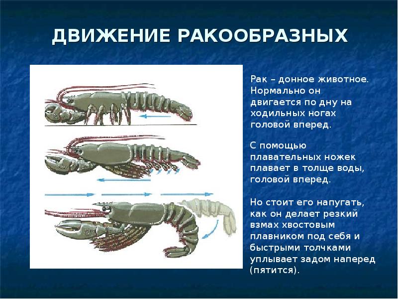 Ракообразные картинки и названия