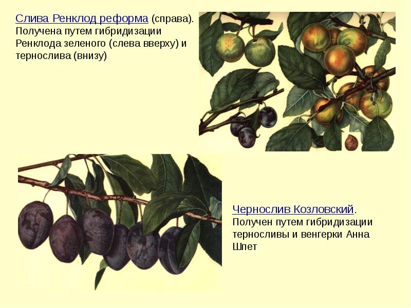 Презентация на тему отдаленная гибридизация