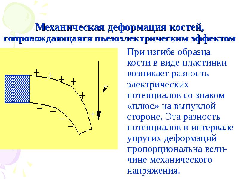 Выпуклая сторона. Механическая деформация. Пьезоэлектрический эффект в костной ткани. Механические деформации изгиба. Пьезоэффект в костных тканях.