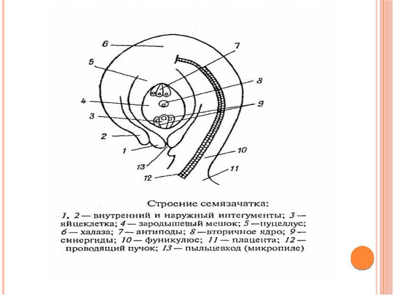 Оплодотворение семязачатка. Нуцеллус семяпочки. Халаза семязачатка. Схема семязачатка. Нуцеллус семязачатка.