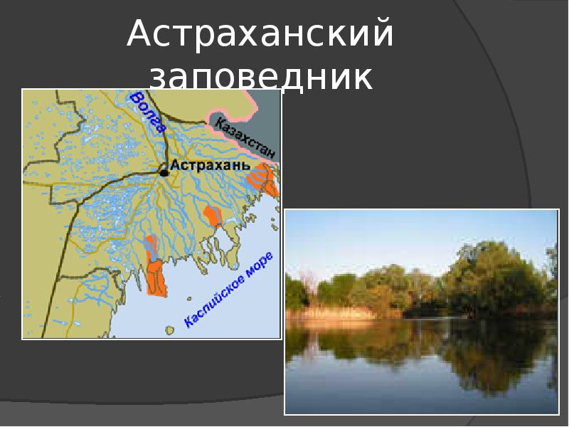 Астраханский заповедник географическое положение на карте. Астраханский заповедник территория. Астраханский заповедник. Астраханский биосферный заповедник. Астраханский государственный биосферный заповедник карта.
