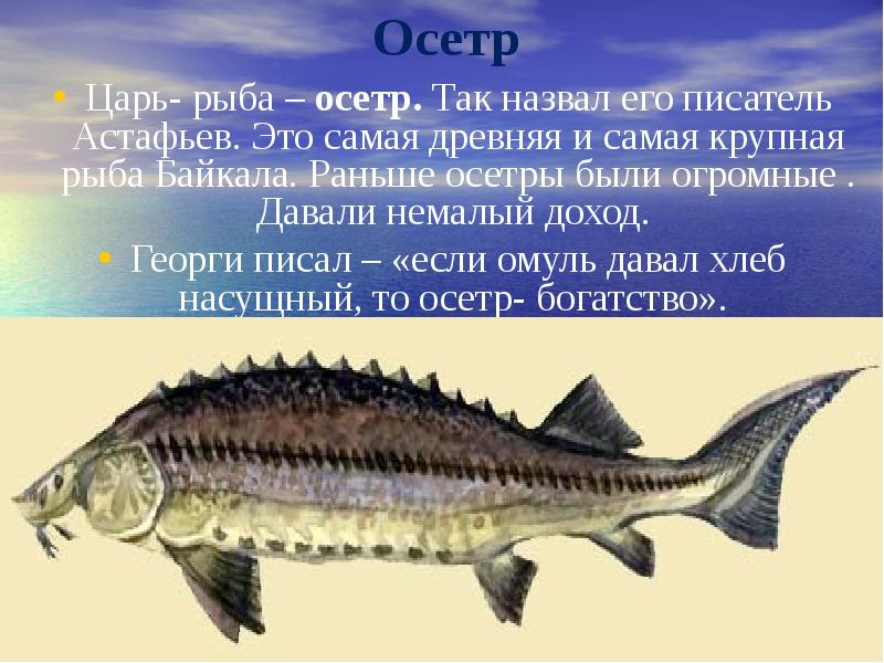Рыба стерлядь фото и описание