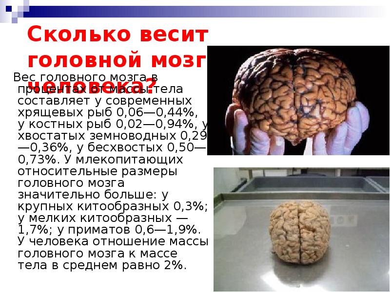 Сколько весил мозг
