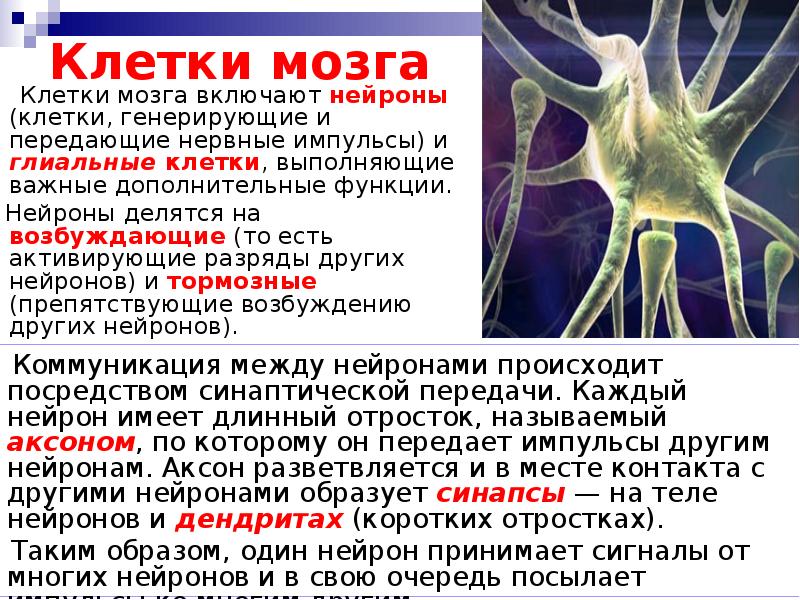 Как называются клетки головного мозга. Клетки мозга. Клетки головного мозга. Клетки мозга Нейроны. Название клеток головного мозга.