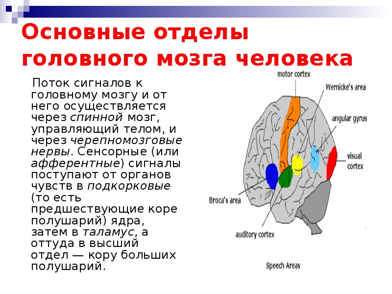 Управляющий мозг. Мозг человека сообщение. Краткое описание мозга человека. Вывод о головном мозге человека. Головной мозг реферат.