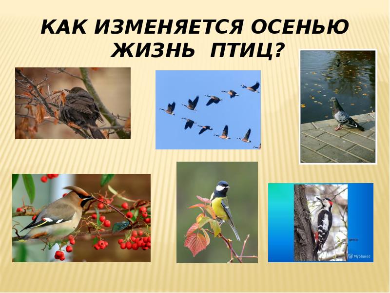 Изучает жизнь птиц. Жизнь птиц осенью. Сезонные изменения в жизни птиц. Птицы осенью изменения. Осенние явления в жизни птиц.
