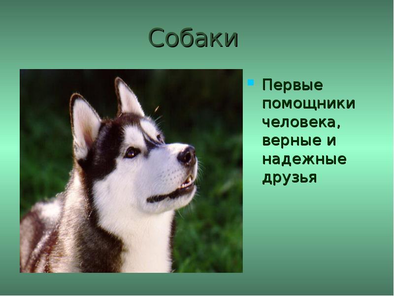 Домашний животные 5 класс. Животные помощники человека. Проект про собак. Презентация на тему собаки. Собаки помощники человека.