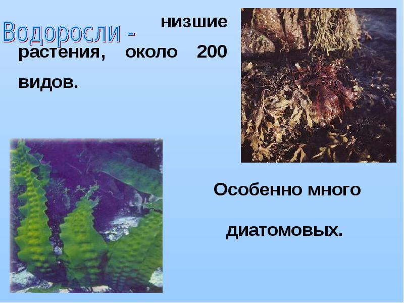 Водоросли низшие растения. Низшие водоросли.