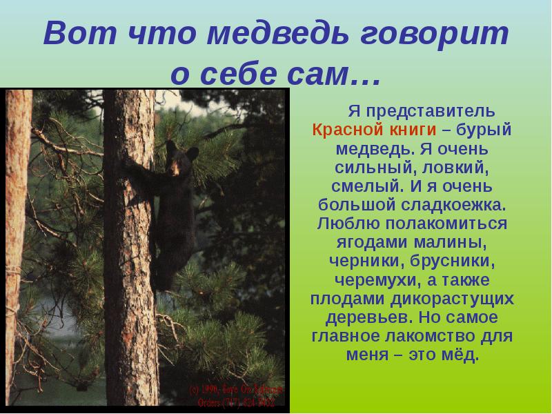 Скажи медведь