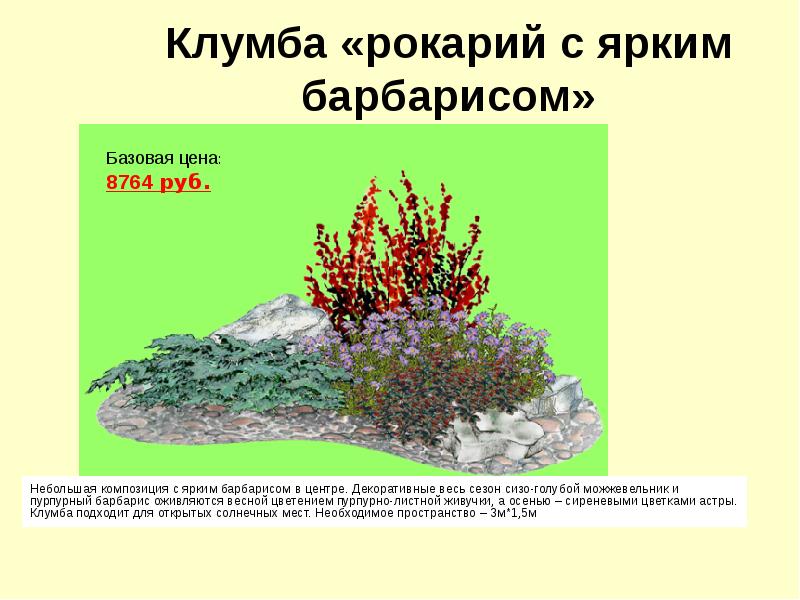 Клумба из барбарисов разных сортов схема