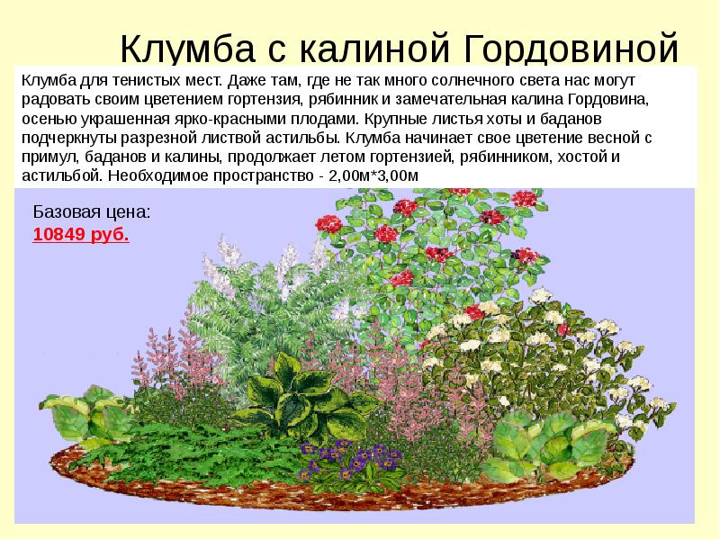 Клумба с жасмином схема