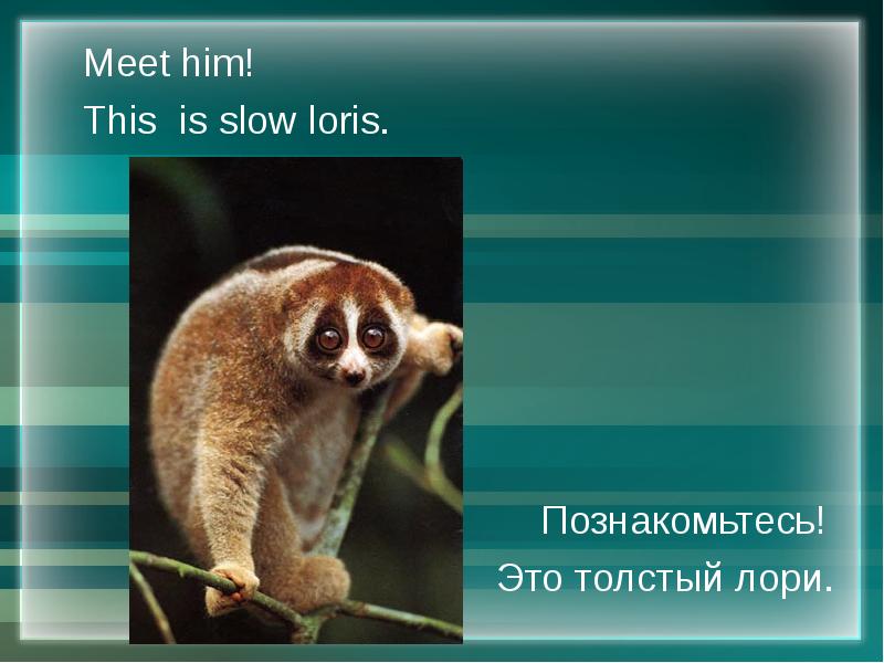 Толстый Лори доклад 1 класс. Loris каталог.