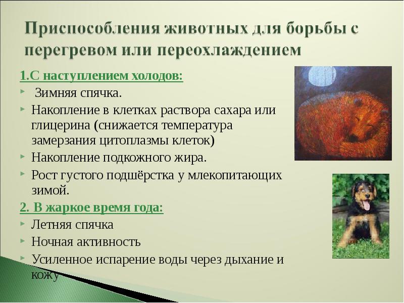 Приспособление животных к среде. Приспособление какой метод. Приспособление животных к среде. Способы приспособления животного. Приспособление организмов от переохлаждения или перегрева.