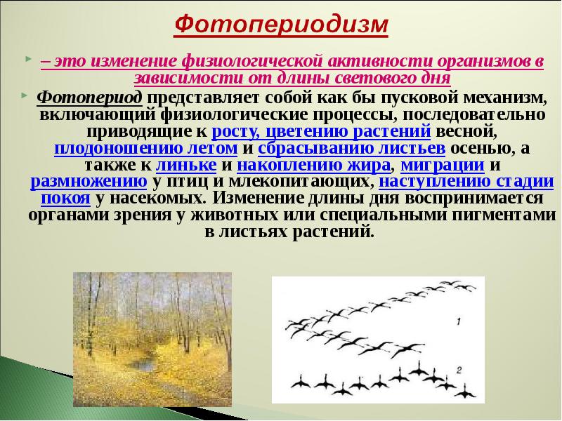 7 сезонных изменений. Фотопериодизм у растений. Фотопериодизм примеры. Фотопериодизм у растений и животных. Фотопериодизм у животных.