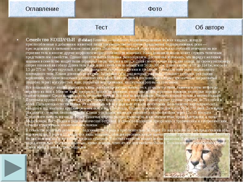 Презентация по биологии на тему семейство кошачьих